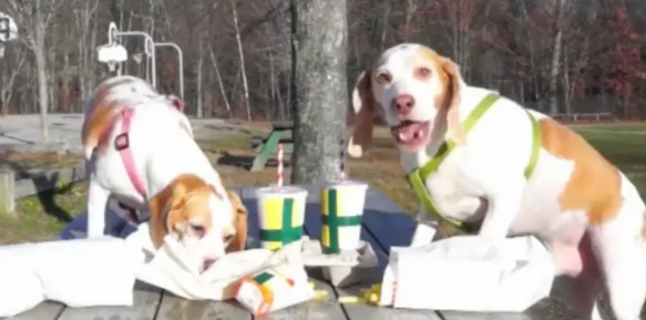 超感动！情侣狗狗上街购物，老公推着老婆，走在路上回头率非常高 