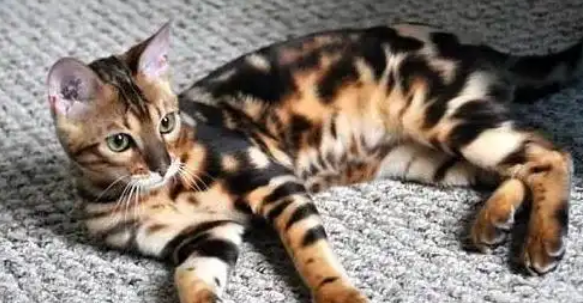 一篇读懂虎皮猫从习性到特质的全面解析 一篇读懂虎皮猫从习性到特质的全面解析