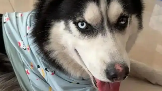 狗子被骂不服气,连夜带娃投奔主人前女友:情绪稳定很重要! 狗子被骂不服气,连夜带娃投奔主人前女友:情绪稳定很重要!