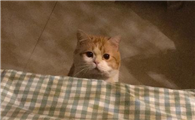 猫咪夜里总是吵闹不睡觉怎么办
