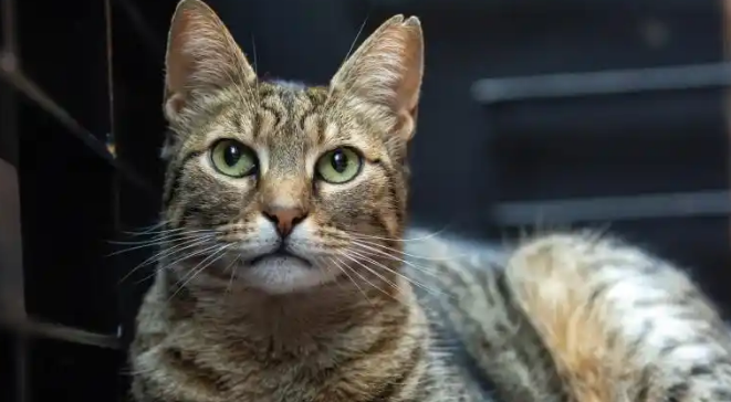 流浪猫竟然进门欺负家猫，不怕引起天怒人怨吗？