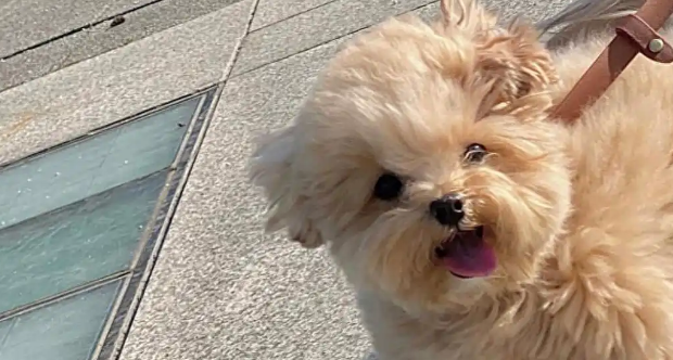 马尔泰犬聪明吗?从这些细节看它的高智商 马尔泰犬聪明吗?从这些细节看它的高智商
