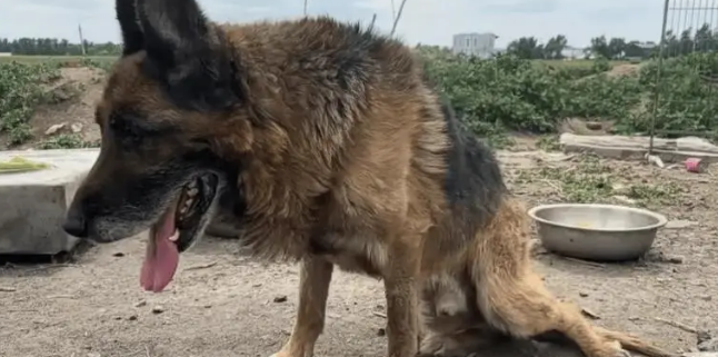 老狗看家护院一辈子,却被主人打断双腿送到了狗肉车上 老狗看家护院一辈子,却被主人打断双腿送到了狗肉车上