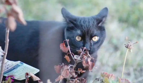 孟买猫是黑猫警长原型？解密孟买猫的培育历史