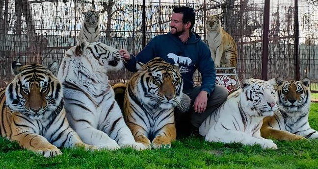 美驯兽师被从小养大的老虎突袭致死，为啥从小养大的老虎这么危险
