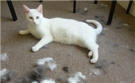 猫咪掉毛严重正常吗