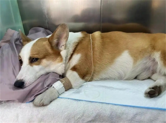 狗犬瘟热后期从一条腿抽搐到全身抽搐要多久 狗犬瘟热后期从一条腿抽搐到全身抽搐要多久