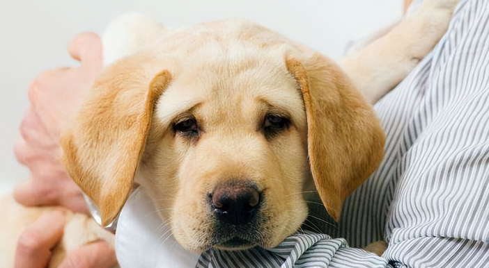 狗狗突发低血糖伴抽搐咋救 狗狗突发低血糖伴抽搐咋救