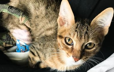 猫后腿骨折多久可以好 猫后腿骨折多久可以好