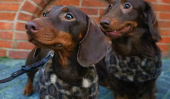 DOG ON THE MOON是什么品牌