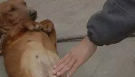 狗狗肠套叠的症状