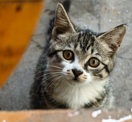 小猫用嘴巴呼吸是得了什么病 小猫用嘴巴呼吸是得了什么病