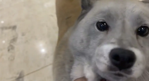 厨房着火,柴犬被熏黑。网友:灰太狼在哪买的 厨房着火,柴犬被熏黑。网友:灰太狼在哪买的