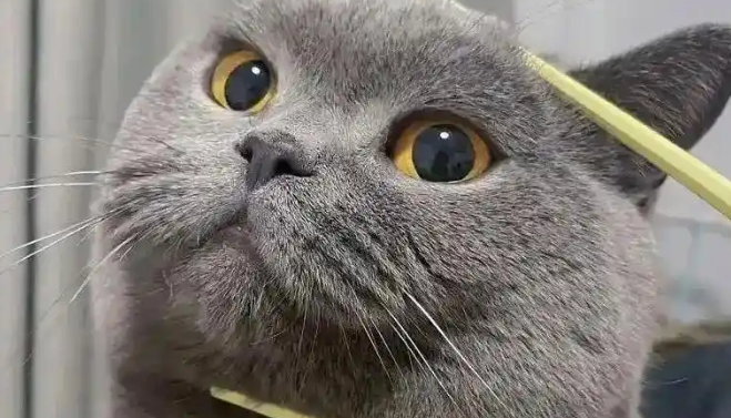 英短蓝猫：是煤气罐还是行走的汤圆？这篇文章告诉你！