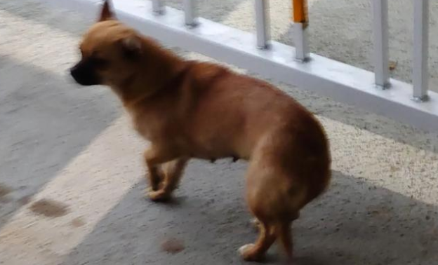 一小区地下车位变“狗厕所”?物业回应:打扫完又有新粪便 一小区地下车位变“狗厕所”?物业回应:打扫完又有新粪便