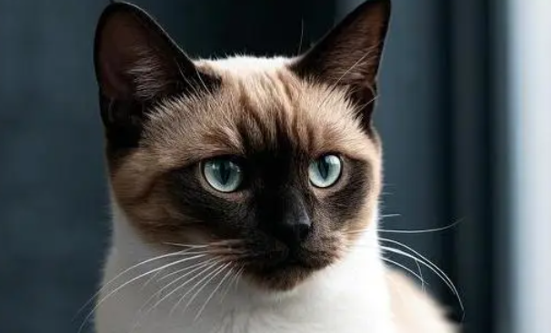 缅甸猫的社交行为与互动模式是怎样的？快来看看吧