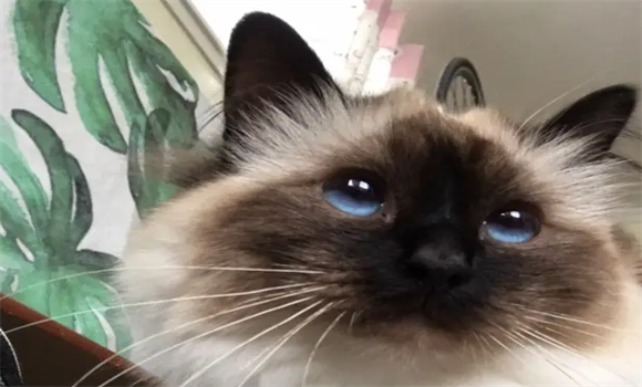 探秘伯曼猫:神秘起源、丝滑被毛和有趣特征 探秘伯曼猫:神秘起源、丝滑被毛和有趣特征