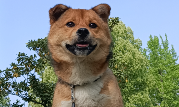 中华田园犬的忠诚，可能是刻在基因里的本能