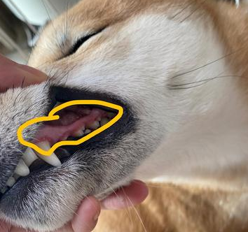 狗狗牙龈烂了发臭怎么办吃什么药 狗狗牙龈烂了发臭怎么办吃什么药