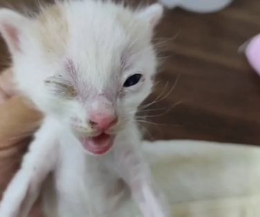 小奶猫眼睛流脓睁不开用什么眼药水 小奶猫眼睛流脓睁不开用什么眼药水