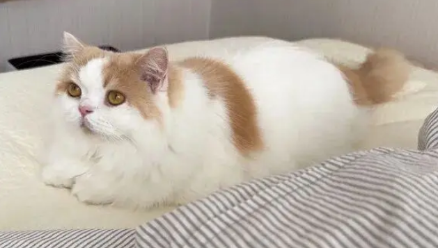 不准丢我的鱼！主人要丢猫的破烂玩具，下一秒心碎了……