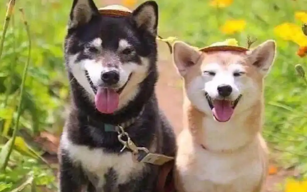 养公柴犬和养母柴犬的区别,过来人:这对比太真实了! 养公柴犬和养母柴犬的区别,过来人:这对比太真实了!