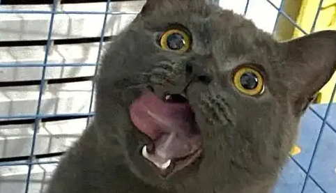 为何英短“蓝猫”这么多人养？网友：养到就是赚到