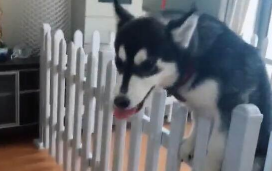 男子晒自家哈士奇问纯不纯,网友:能蠢成这样的,一般都是纯种! 男子晒自家哈士奇问纯不纯,网友:能蠢成这样的,一般都是纯种!