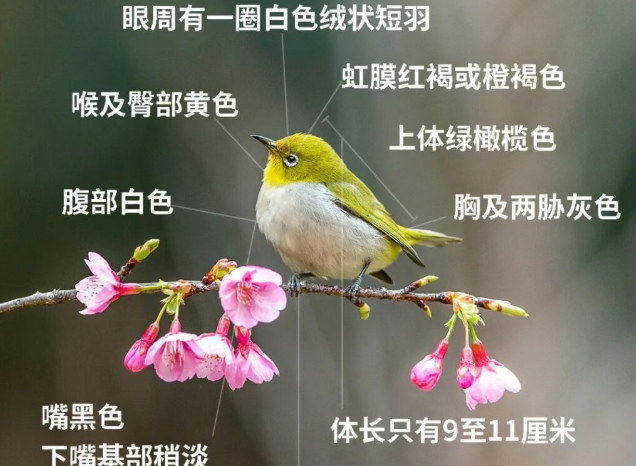 暗绿绣眼！原来宋徽宗画里的小鸟就是它！