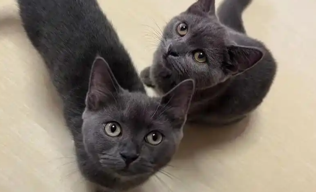 第一次觉得猫可以如此坏!网友的分享值得深思 第一次觉得猫可以如此坏!网友的分享值得深思