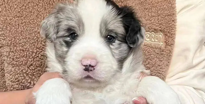 边牧妈妈生了个独生子，刚满月就胖到八斤，妥妥的巨婴啊