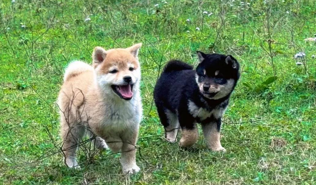 柴犬的智商如何？相当于人类几岁的水平？