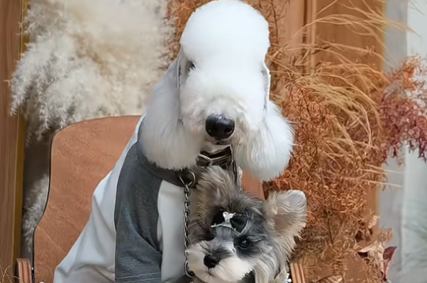 多地出现宠物狗疑似中毒事件？毒杀宠物狗构成犯罪吗？