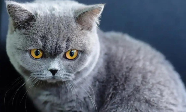 新手养蓝猫,蓝猫的这些优缺点你一定要知道 新手养蓝猫,蓝猫的这些优缺点你一定要知道