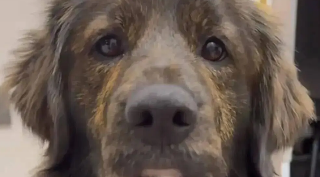 网友说她家金毛是黑芝麻味儿的,我一看……它好特别啊! 网友说她家金毛是黑芝麻味儿的,我一看……它好特别啊!