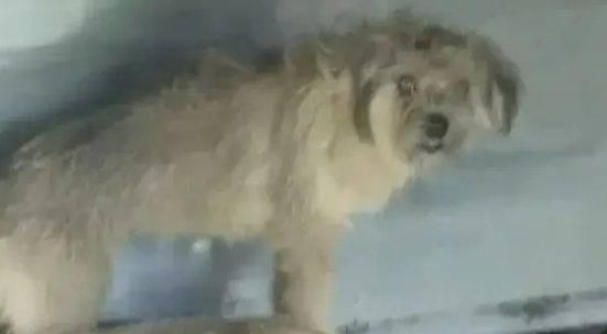 网友发现自家狗子陷入三角恋,结果对方死活不肯同意… 网友发现自家狗子陷入三角恋,结果对方死活不肯同意…