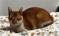 猫咪失明但瞳孔正常咋回事