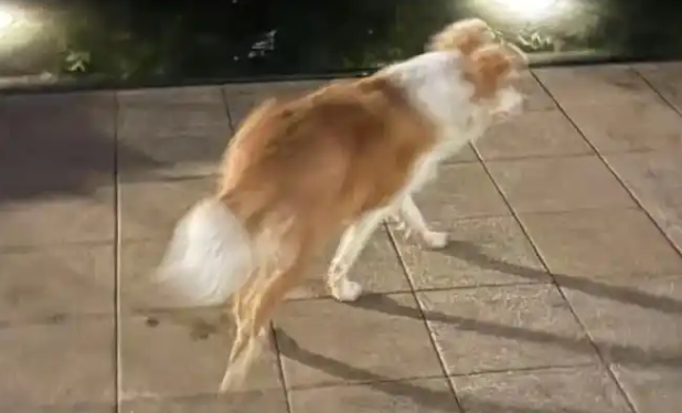 狗狗走失200多天后回家,主人:它逃回来的,前腿关节都磨破了 狗狗走失200多天后回家,主人:它逃回来的,前腿关节都磨破了
