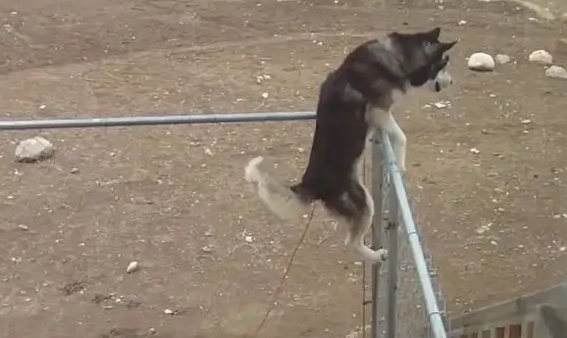 哈士奇被主人骂,赌气离家出走,下一秒二哈无语! 哈士奇被主人骂,赌气离家出走,下一秒二哈无语!