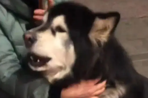 狗子走丢后在路边嚎啕大哭,热心网友报警让主人寻回后… 狗子走丢后在路边嚎啕大哭,热心网友报警让主人寻回后…