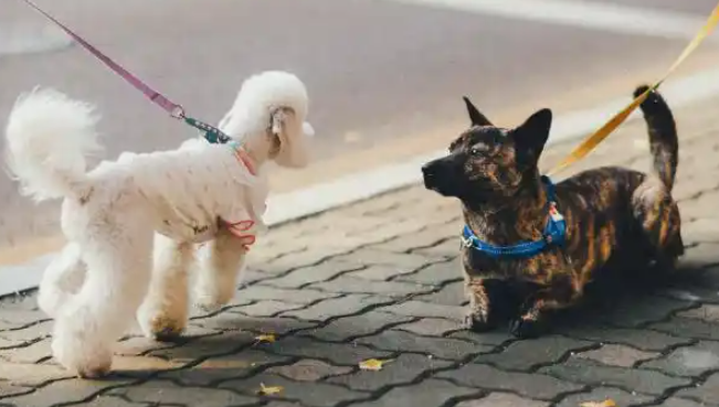 千亿蓝海市场崛起:中国宠物行业四大细分赛道——宠物食品、医疗、用品、服务 千亿蓝海市场崛起:中国宠物行业四大细分赛道——宠物食品、医疗、用品、服务