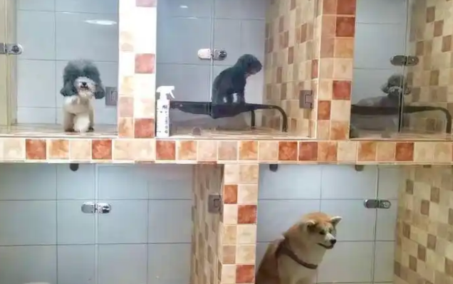 宠物寄养假期爆满，宠物经济赛道“拥挤”暗藏隐忧