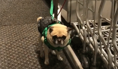 狗狗被主人绑超市外，半天都不出来，狗狗快没耐心了！ 