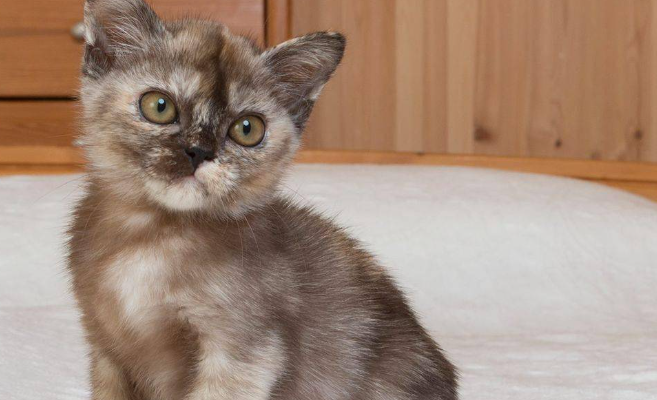 关于缅甸猫的训练特性与行为引导,可以了解一下 关于缅甸猫的训练特性与行为引导,可以了解一下