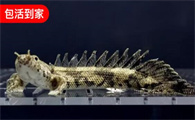 活体虎斑恐龙鱼在哪买可靠？三叶宠：包活到家，售后无忧