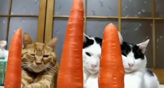 三猫咪和主人玩游戏，谁的萝卜最后倒下来，今晚加鸡腿！