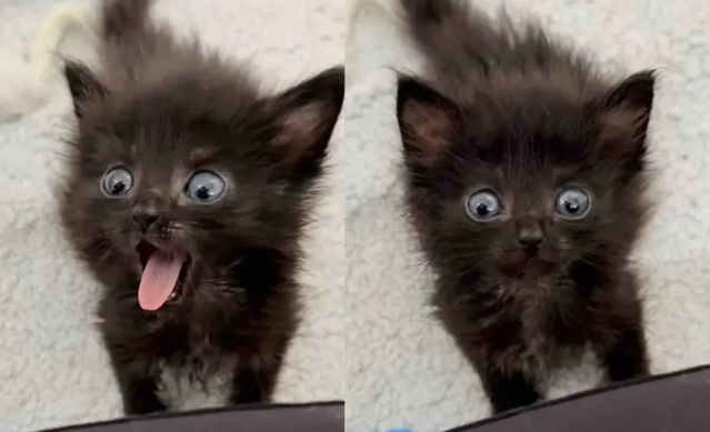 女子用10个不眠夜救下一只黑色的小奶猫,猫咪好可爱啊 女子用10个不眠夜救下一只黑色的小奶猫,猫咪好可爱啊