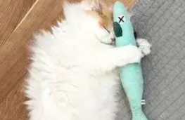 不准丢我的鱼！主人要丢猫的破烂玩具，下一秒心碎了……