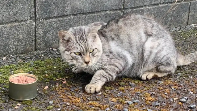 流浪猫渴望被收养吗？答案有些意外