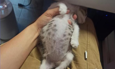 猫传腹猫会流口水吗